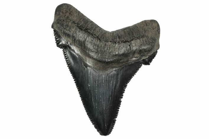 Serrated Angustidens Tooth - Megalodon Ancestor #340361